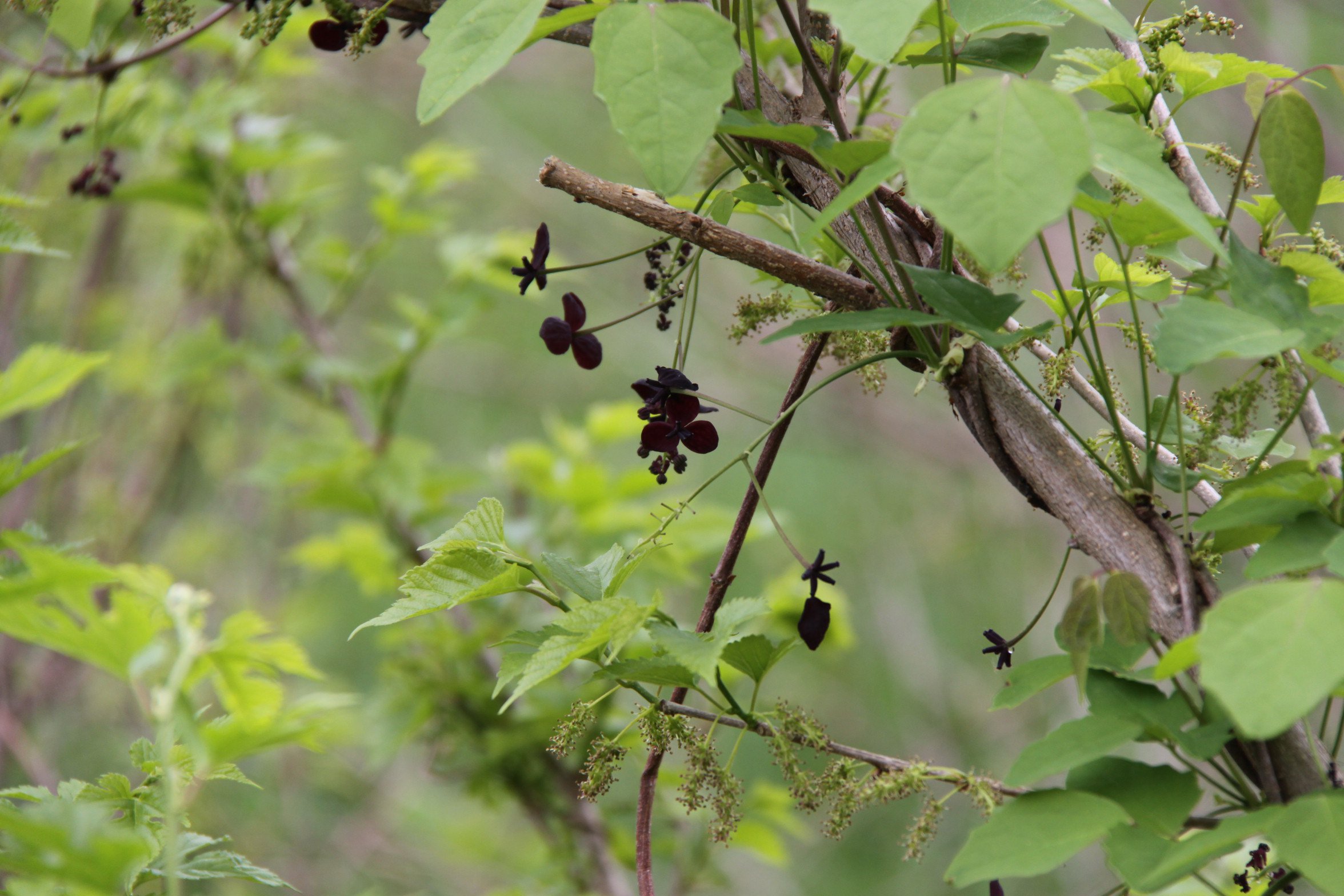 アケビ　どこかに愛嬌のある花：画像