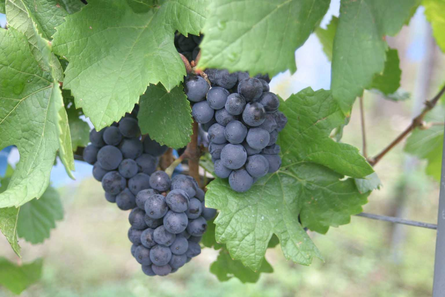 �֤ɤ�������