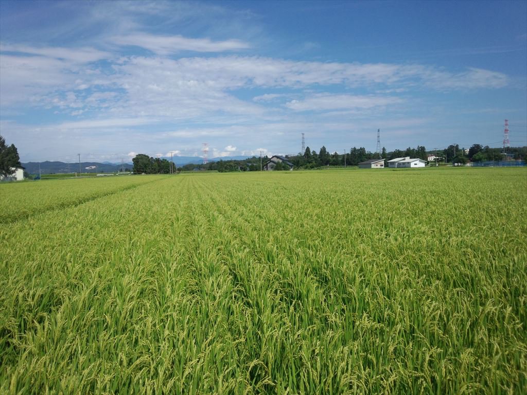 ご無沙汰しております。：画像