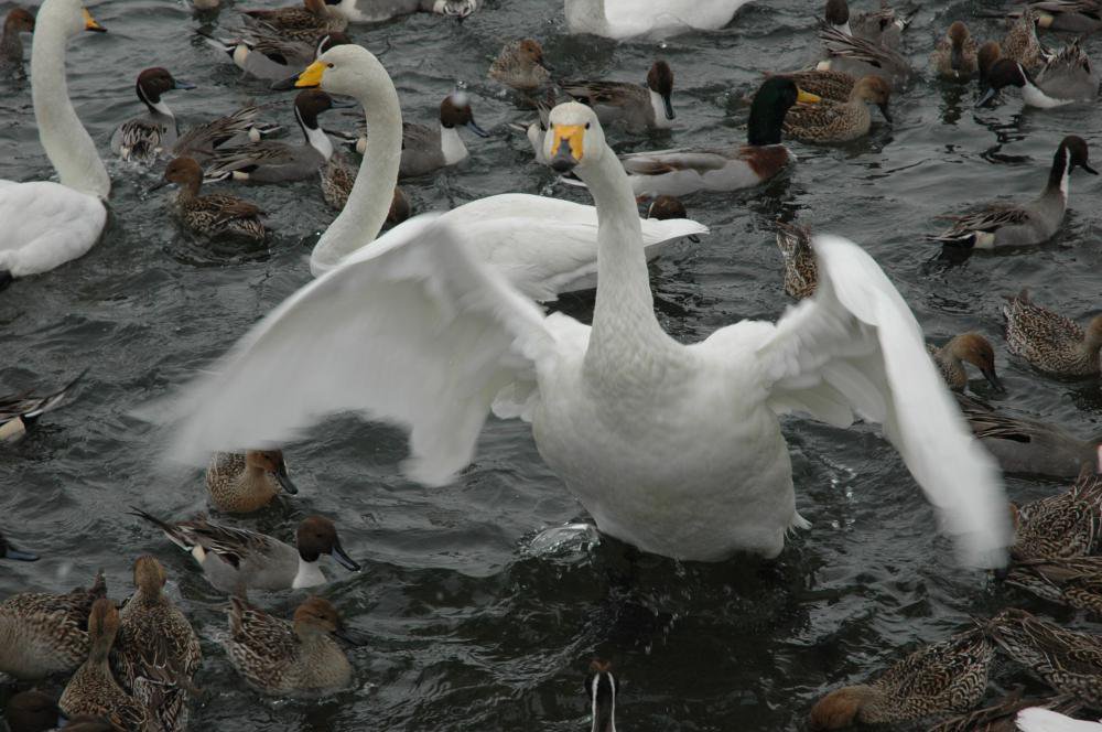 ĤιΩĻ