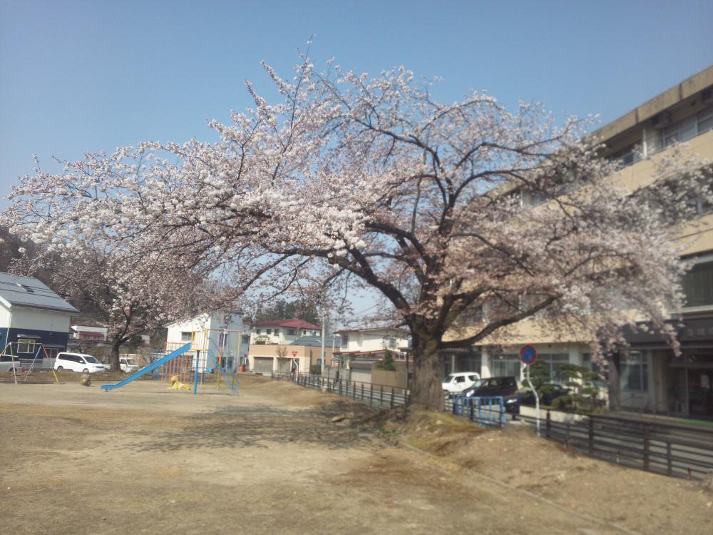 山形にも春が来ました：画像