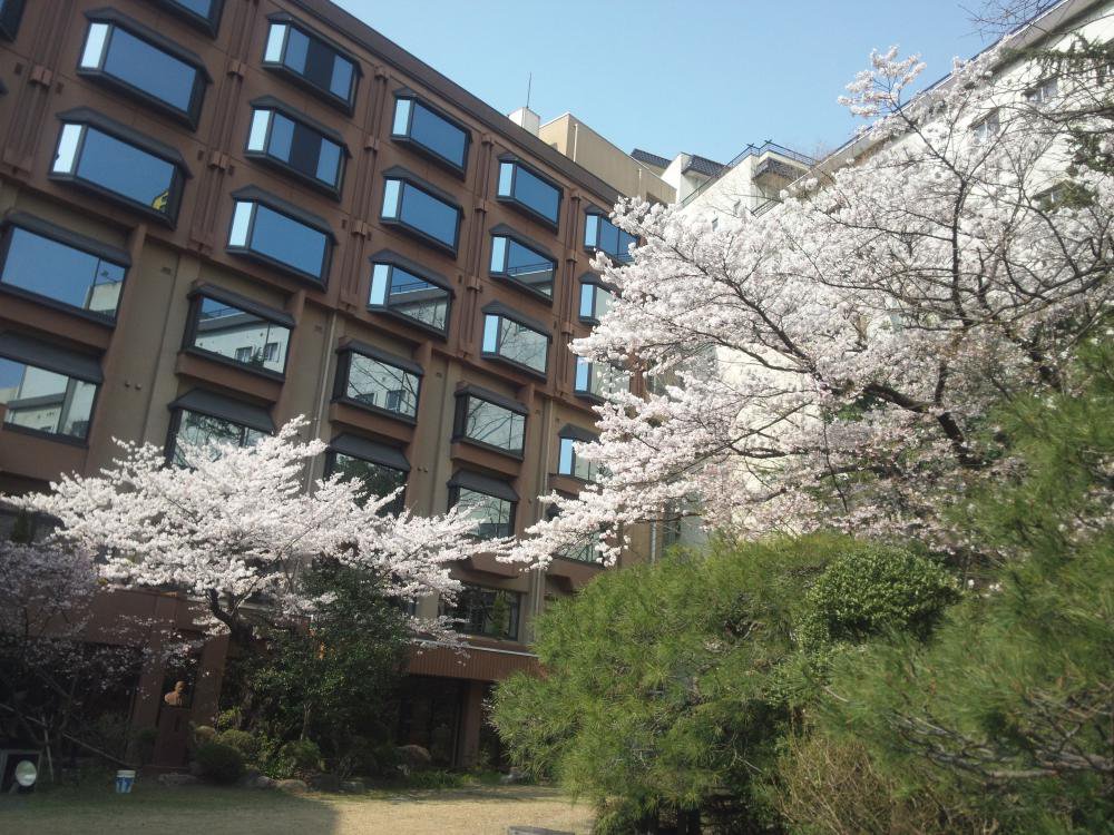 中庭も満開です！！：画像
