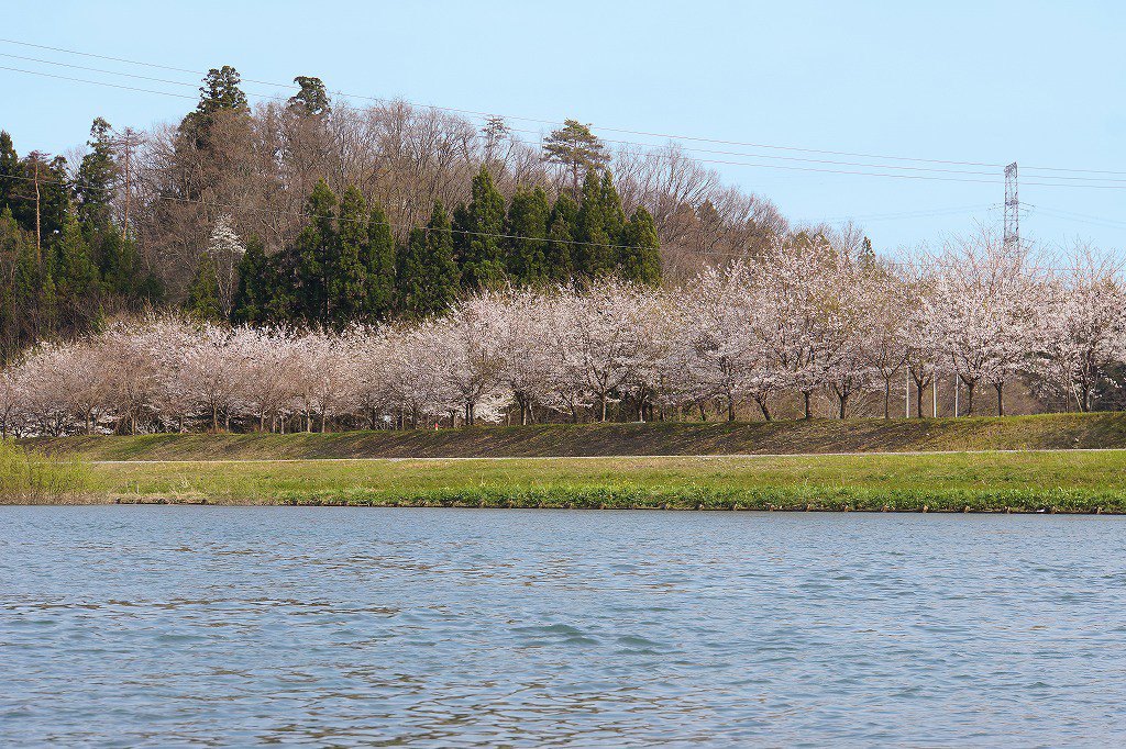 【当日参加も可能！】最上川桜遊覧　～レスキュー用ボートから楽しむ桜鑑賞～：画像
