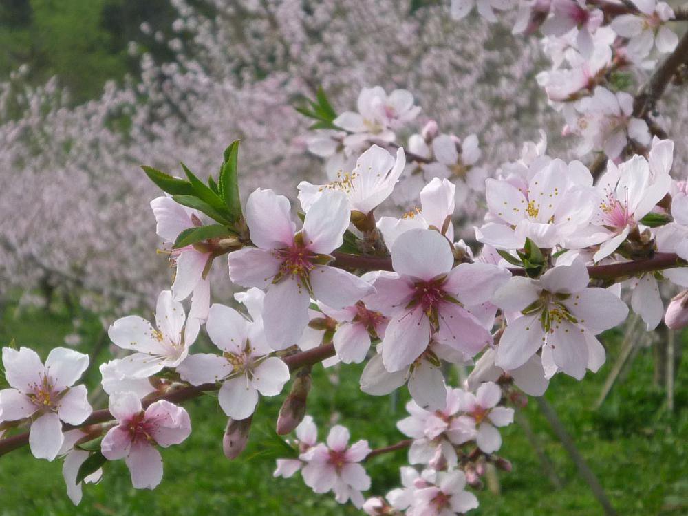 桃の花が咲きました！：画像