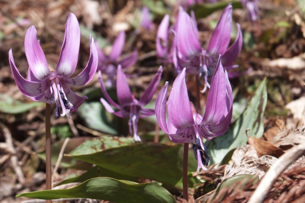 �����ˡ��ɤ��ơ�����