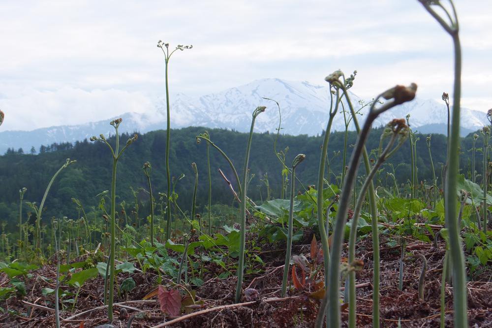 ���������ӱࡡ��ī�������鳫�ष�ޤ���������