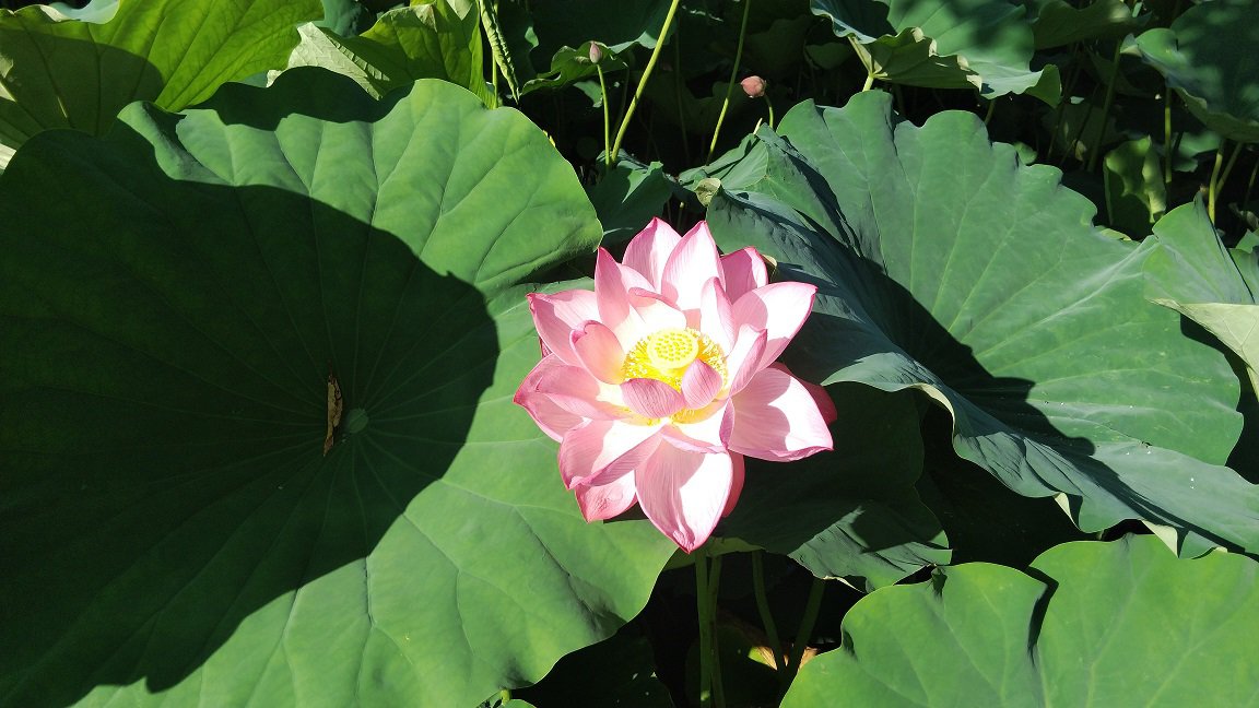 上杉神社　蓮の花　咲き始めてきました。：画像