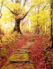 ����Į�Ѹ����񡧲���