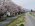 満開まで間もなく！最上川桜遊覧運航しています。：画像