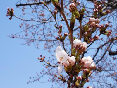 【つつじ公園の桜が咲きました！＆さくら通信｡*+】：画像