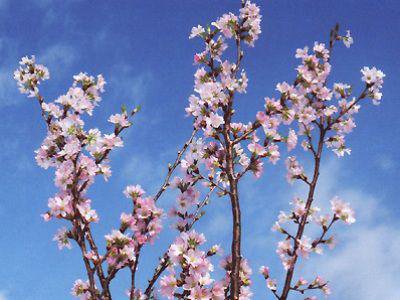 【ひと足早い“春”を・・・《啓翁桜》】：画像