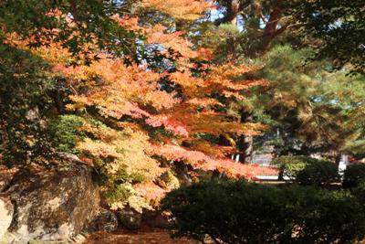 【紅葉真っ盛り！長井の秋いろいろ】：画像