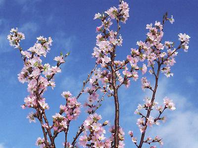 【ひと足早い春を．．“啓翁桜”】：画像