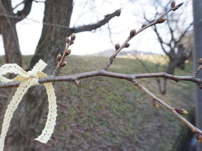 【さくら通信2019始めます & 「純米吟醸伍連者」】:画像