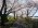 まほろばの緑道　桜満開です。：画像