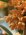里山日記･･･ぷにょぷ金木犀の香る朝：画像