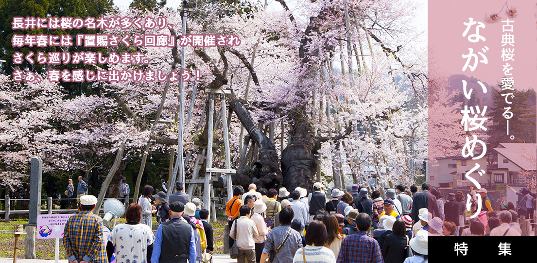 ながい桜めぐり