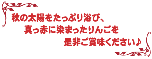 秋の太陽をたっぷり浴び、真っ赤に染まったりんごを是非ご賞味ください