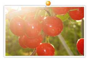 Cherries