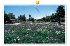Iris Park