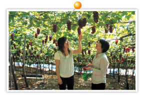 Sightseeing orchard