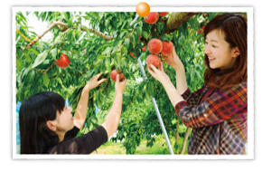 Fruit hunting experience