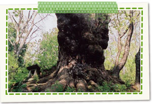 The best large Japanese red pine in Japan