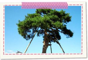Nabekake pine trees
