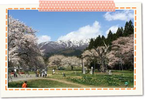 Kama-no-Koshi Cherry Blossoms