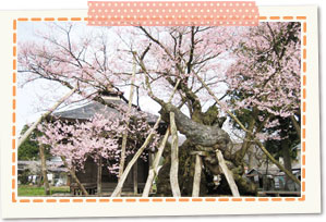 Yakushi zakura