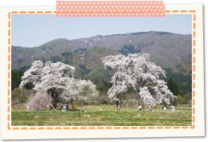 12 cherry trees