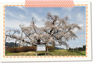 Yamaguchi encouragement of study cherry tree
