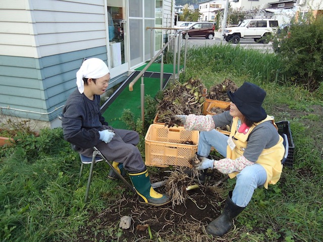 あおぞら農園里いも掘り