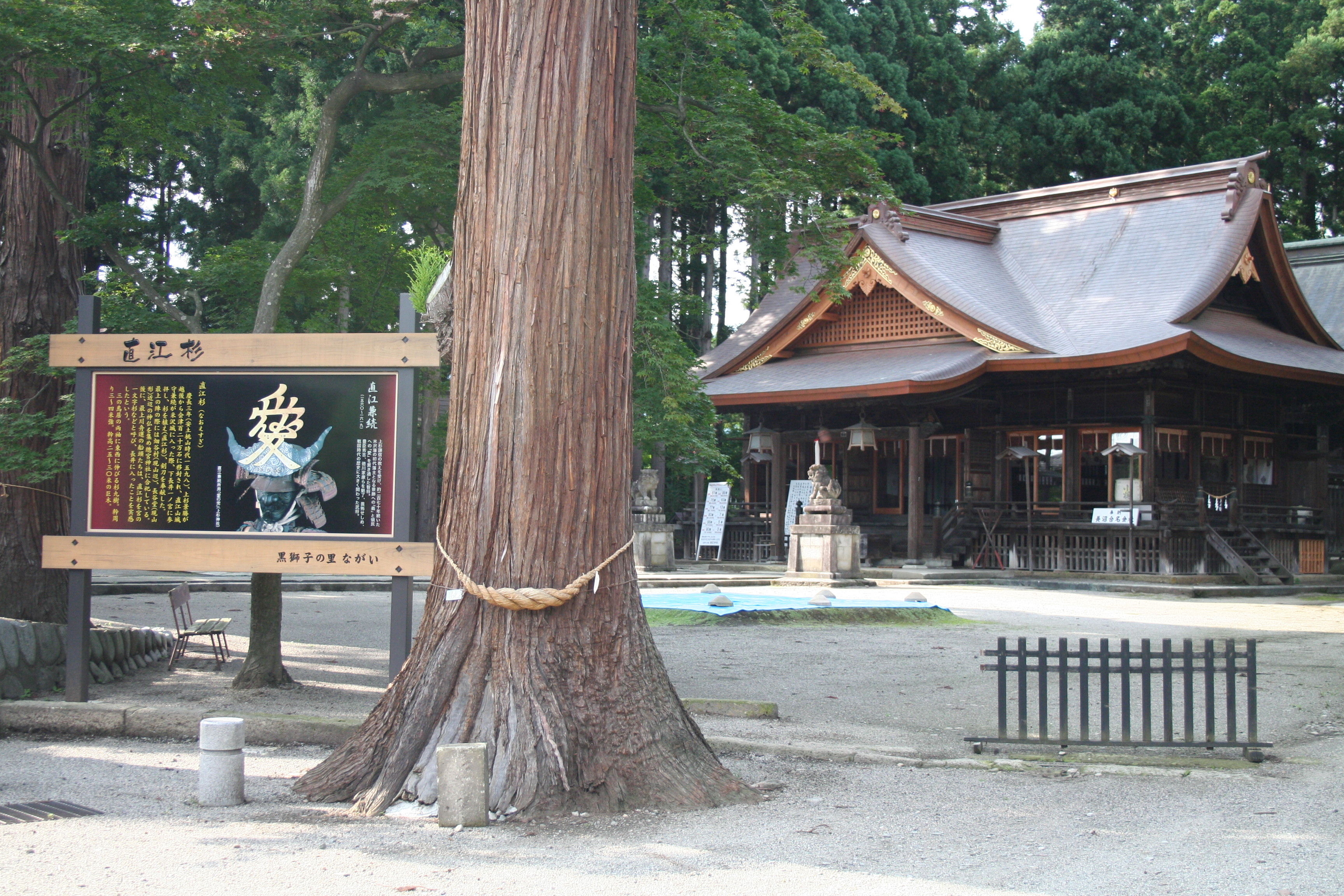 境内に残る直江杉