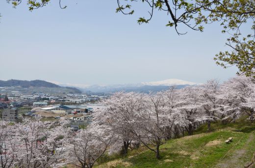 さくらの丘 寒河江公園 やまがたへの旅 山形県観光情報ポータルサイト