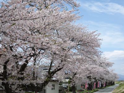 大正天皇即位記念桜 最上川堤防千本桜 やまがたへの旅 山形県観光情報ポータルサイト